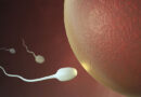 Abnormal Sperm Morphology. What does this mean?
